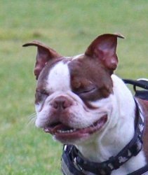 Boston Terrier Meme Template