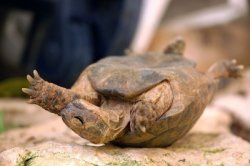 La tortue  Meme Template