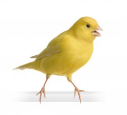 Canary Meme Template