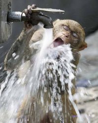 Monkey drinking from faucet Meme Template