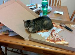 pizza slice cat Meme Template