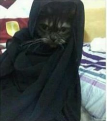 Hijab cat Meme Template