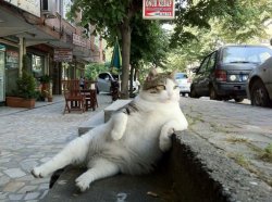 Cat Relaxing Meme Template