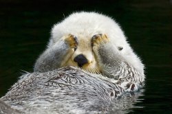 302 sea otter Meme Template