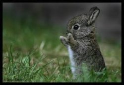 cute bunny Meme Template