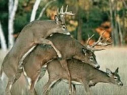 Deer Season Meme Template