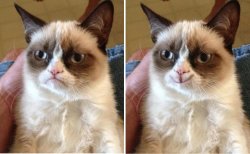 Before and after cat Meme Template