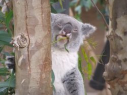 Weed Koala Meme Template