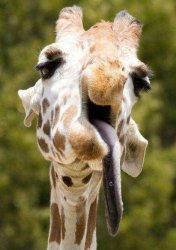 Silly giraffe Meme Template