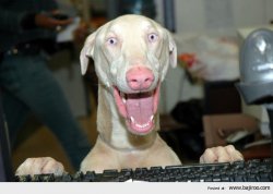 Dog keyboard excitement Meme Template
