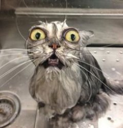 cat bath Meme Template