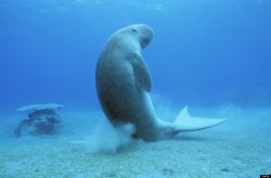 Manatee chair Meme Template