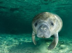 Manatee no friends Meme Template