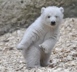 Winking Polar Bear Meme Template