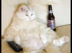 Cat watching TV with beer Meme Template