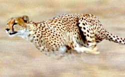 I like to go fast cheetah Meme Template