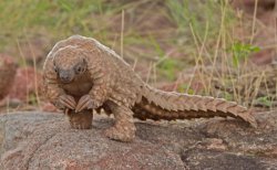 Pangolin Meme Template