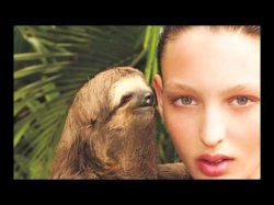 Whispering sloth Meme Template