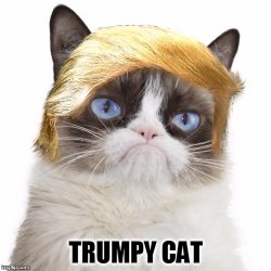 TRUMPY CAT Meme Template