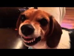 Grumpy Beagle don't like selfies Meme Template