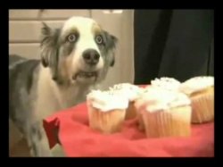 Dog cake suffering Meme Template