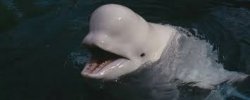 beluga Meme Template