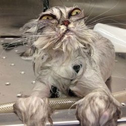 ugly cat bath Meme Template