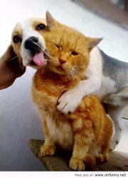 Puppy licks kitty Meme Template