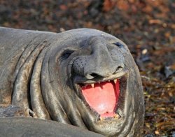 Laughing Sea Lion Meme Template