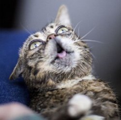 Lil Bub Meme Template