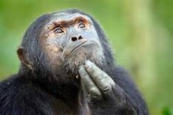 thinker chimp Meme Template