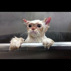 startled shower cat  Meme Template