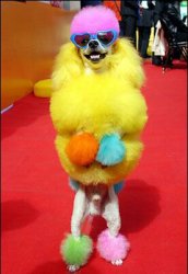 Poodle Meme Template