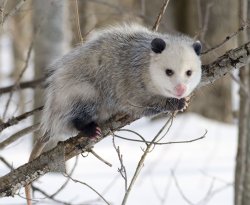 Awesome Opossum Meme Template
