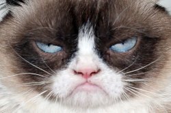 grumpy cats face Meme Template
