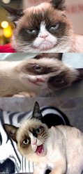 Bad Pun Grumpy Cat Meme Template