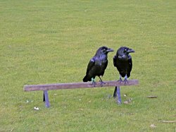 crows Meme Template