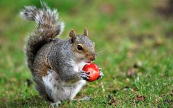 Strawberry Squirrel Meme Template