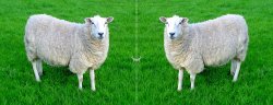 Two Sided Sheep Meme Template