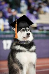 Dog graduation  Meme Template
