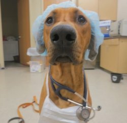 Dog Doctor Meme Template