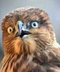 "Are you serious?!" Owl Meme Template
