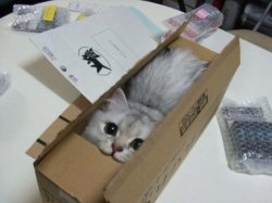 Cat in a Box Meme Template
