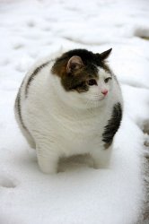 snow fat cat Meme Template