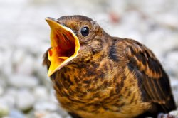 Screaming Bird Meme Template