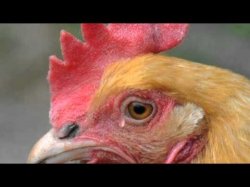 pollo Meme Template