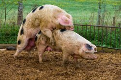 Making Bacon Meme Template