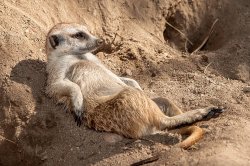 Reclining Meerkat Meme Template
