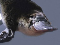 Platitudes Platypus Meme Template
