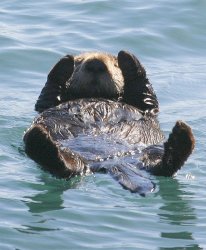 Sea Otter Meme Template